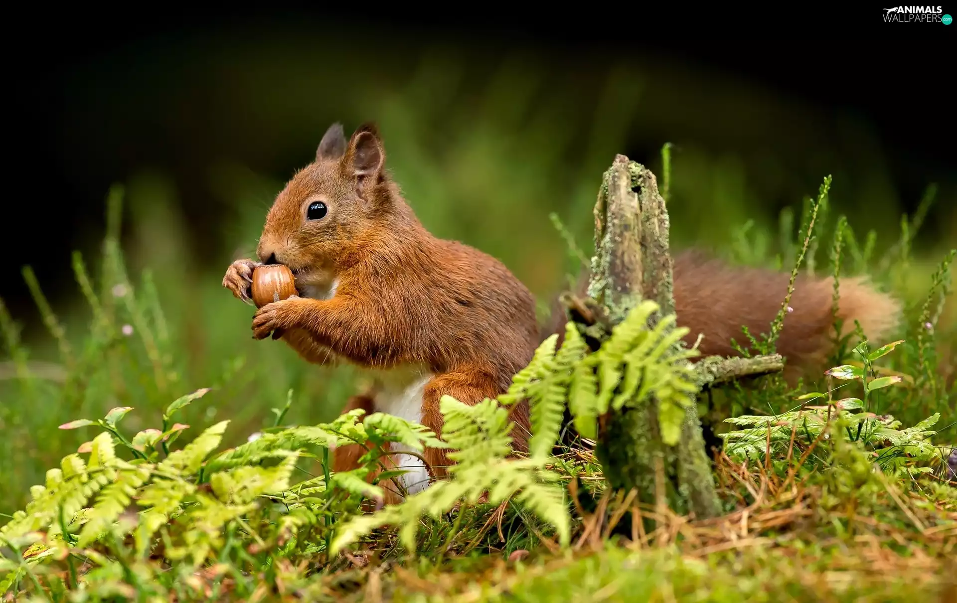 Ginger, nut, grass, squirrel