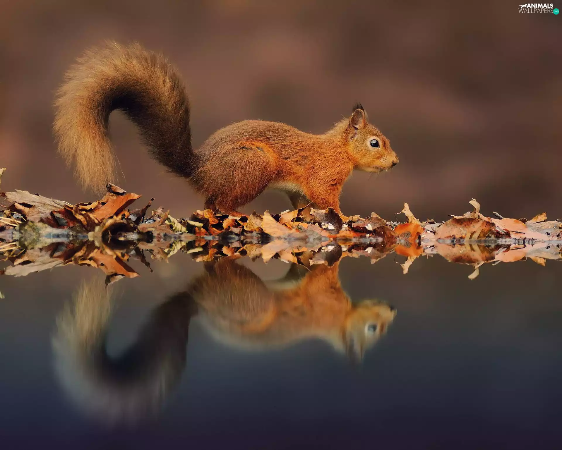 Ginger, Leaf, reflection, squirrel