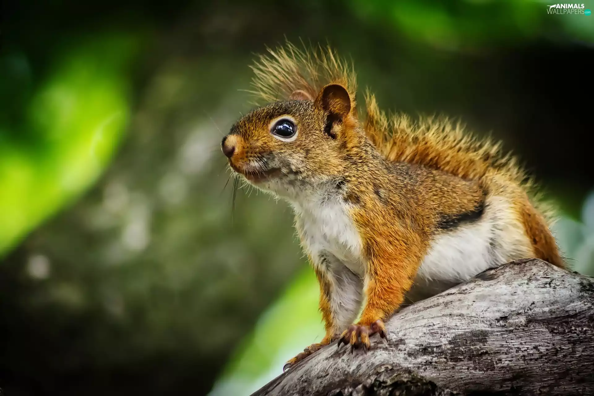 squirrel, staring, Ginger