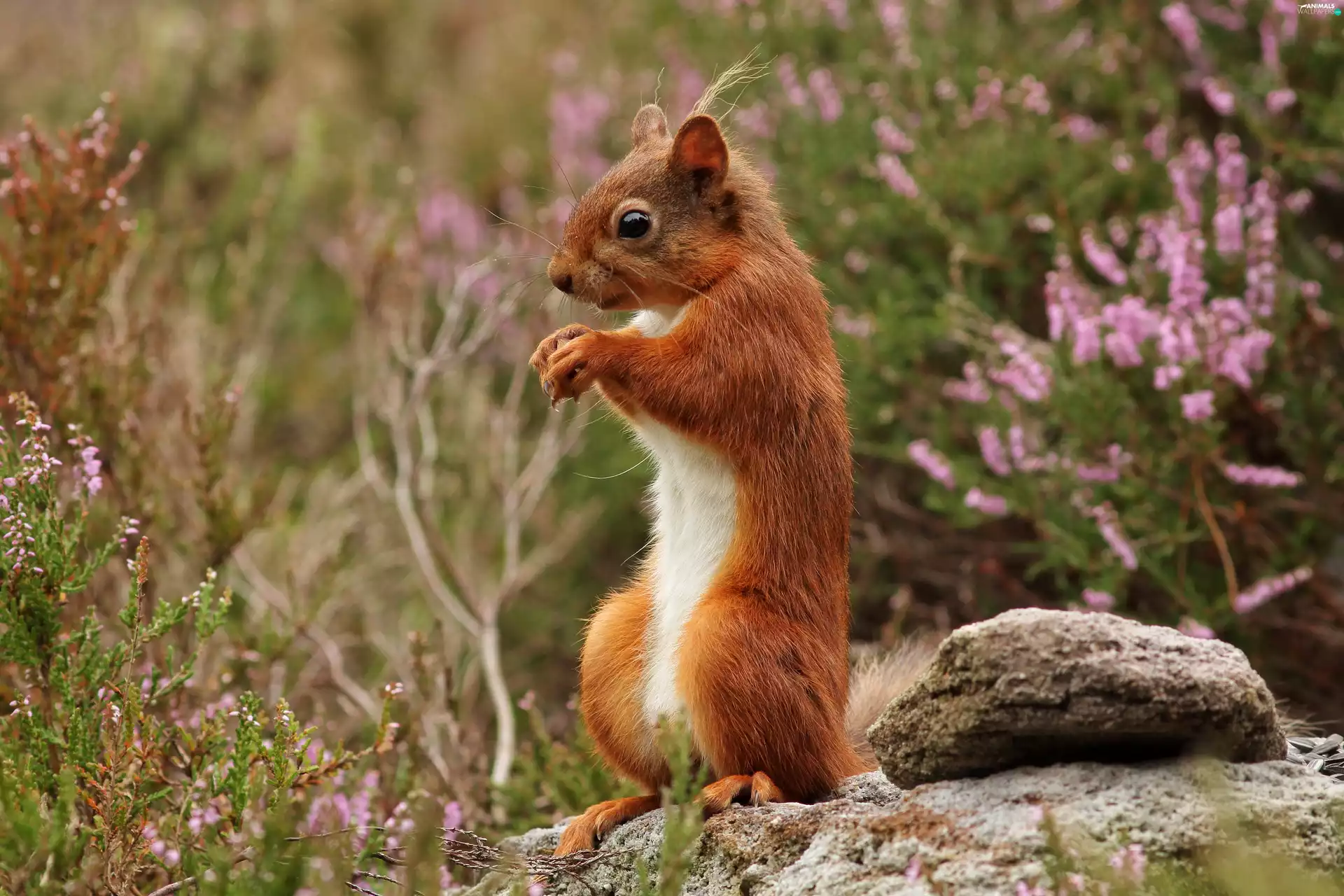Ginger, heathers, Stone, squirrel