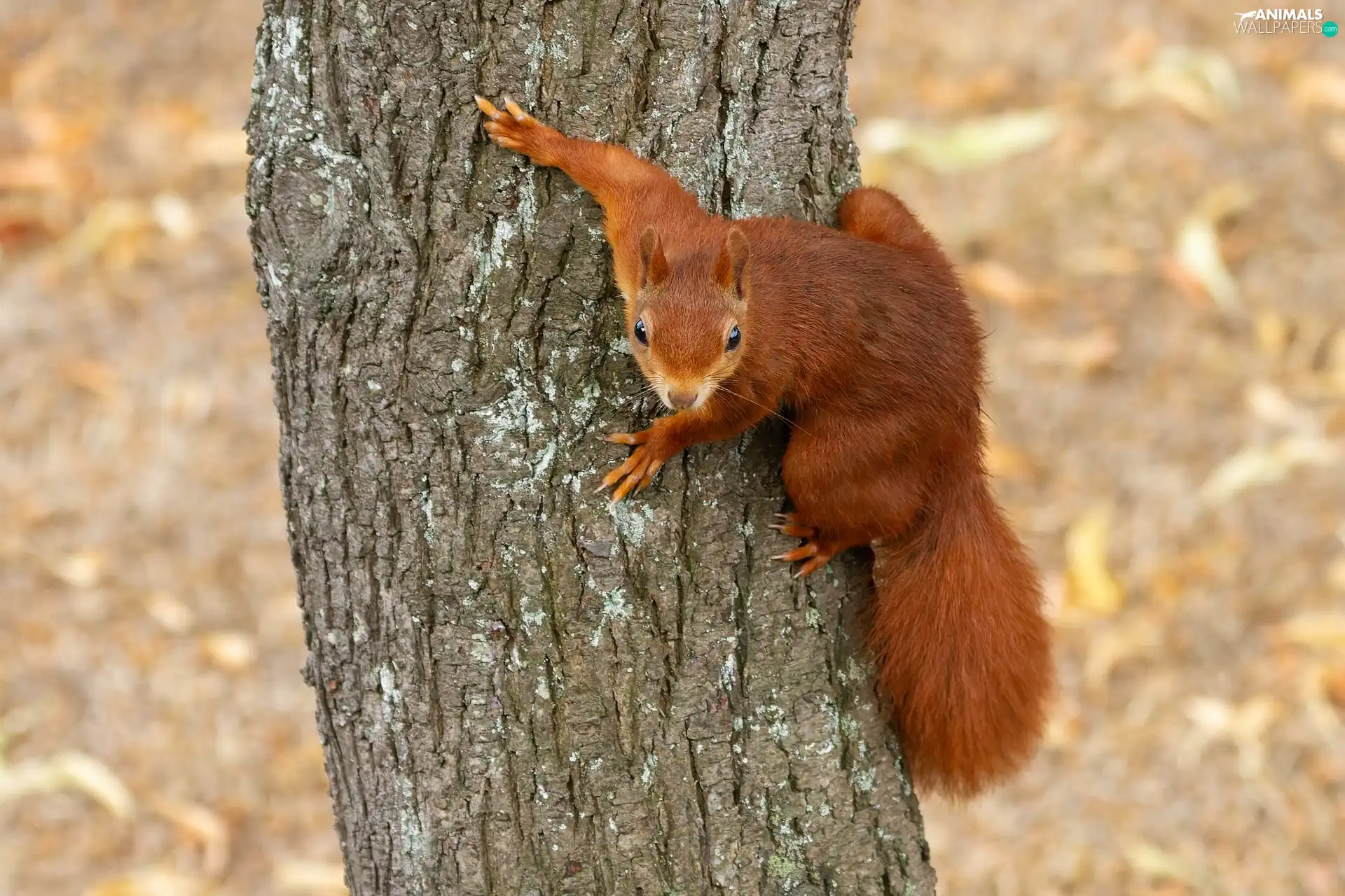 Ginger, trees, trunk, squirrel