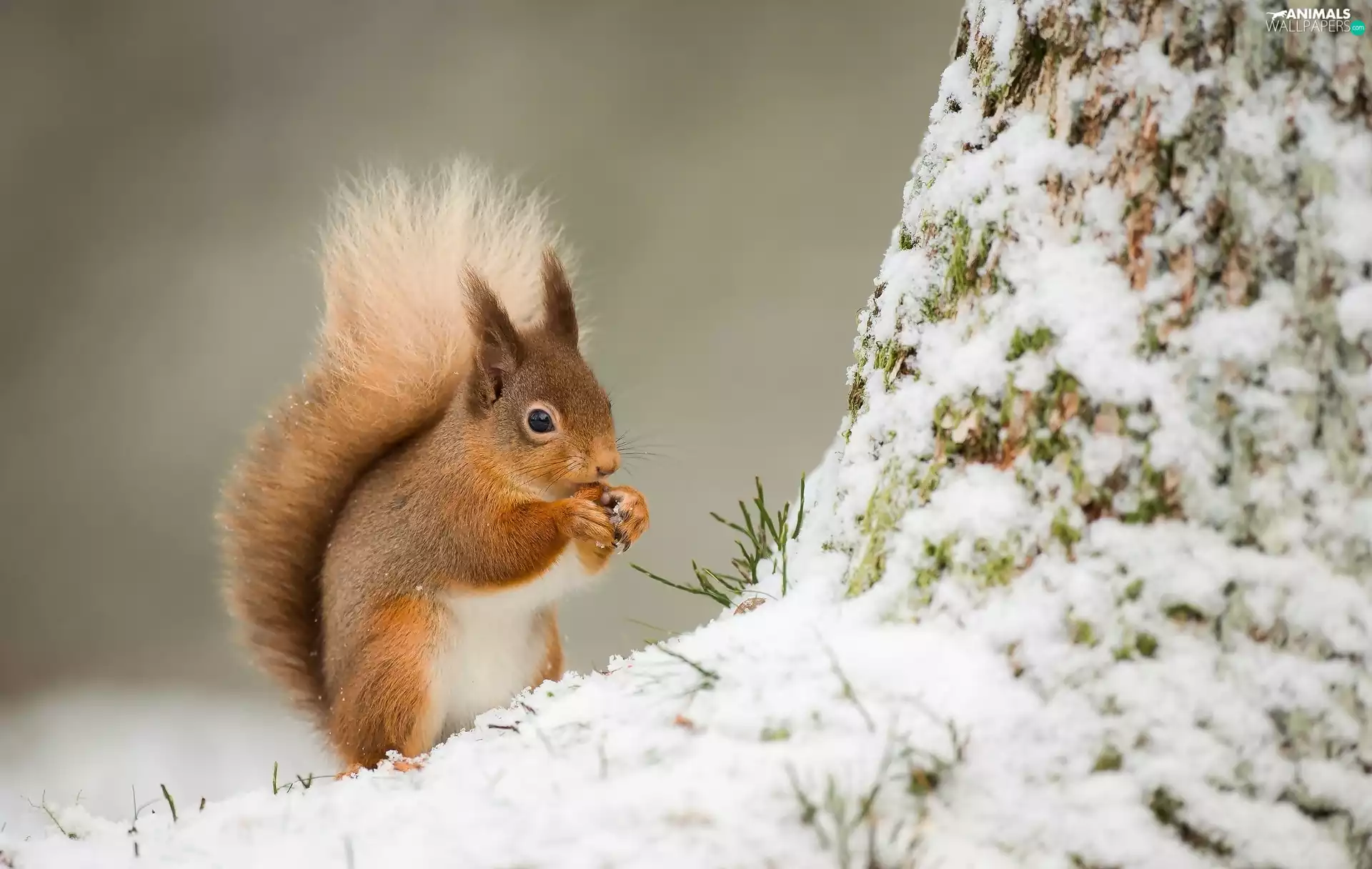 Ginger, trees, winter, squirrel