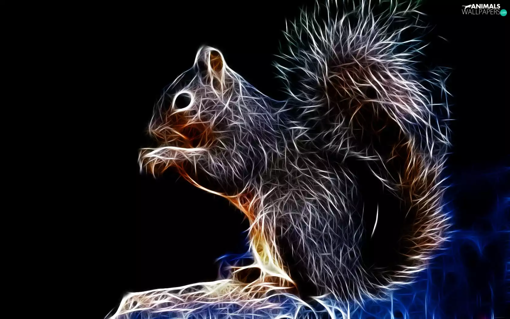 squirrel, graphics