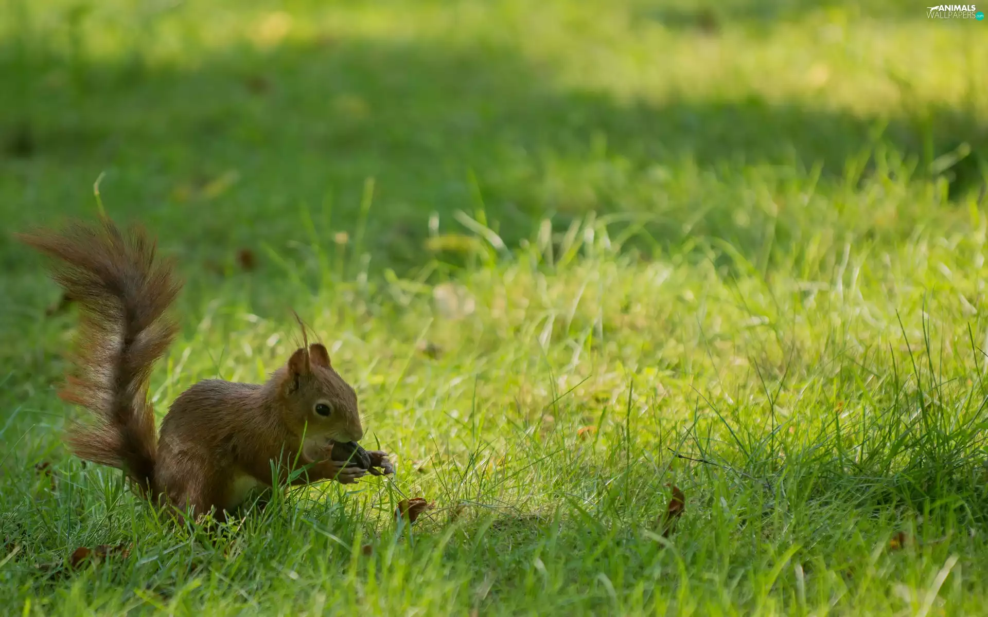 squirrel, grass