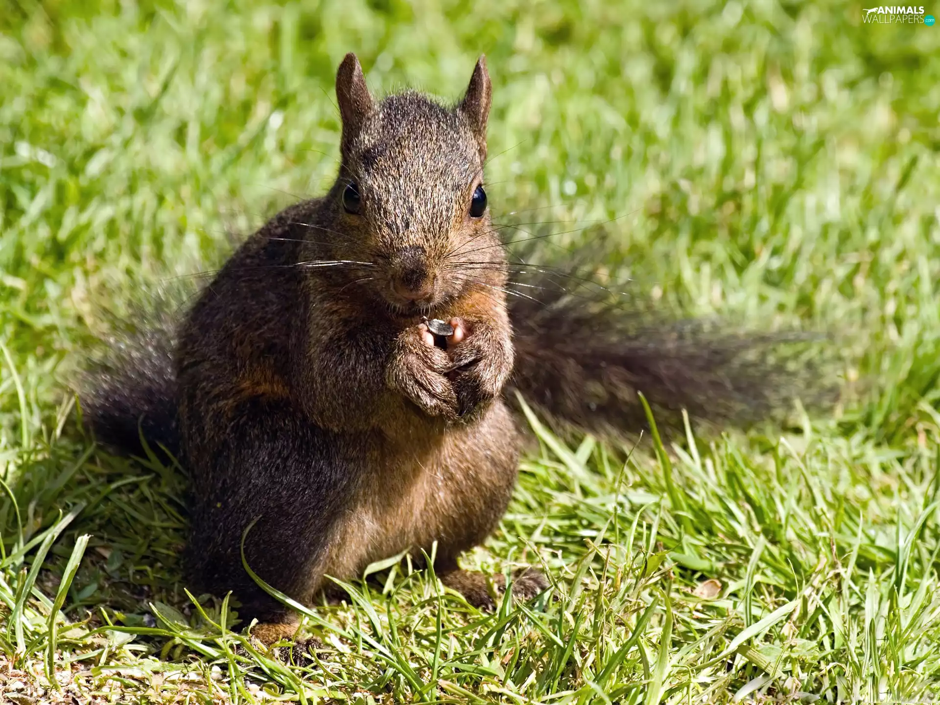 squirrel, grass