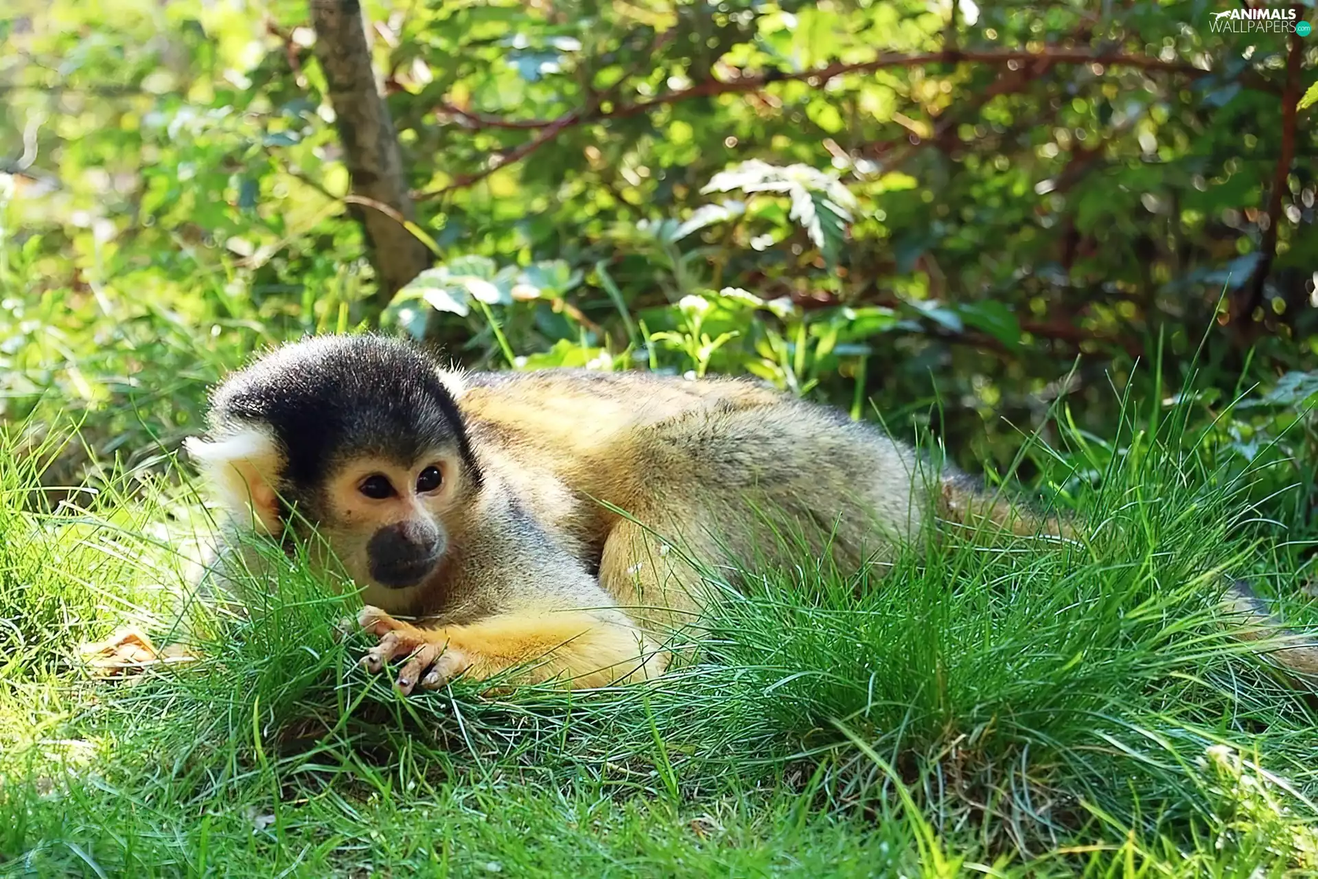 Squirrel, Monkey, grass