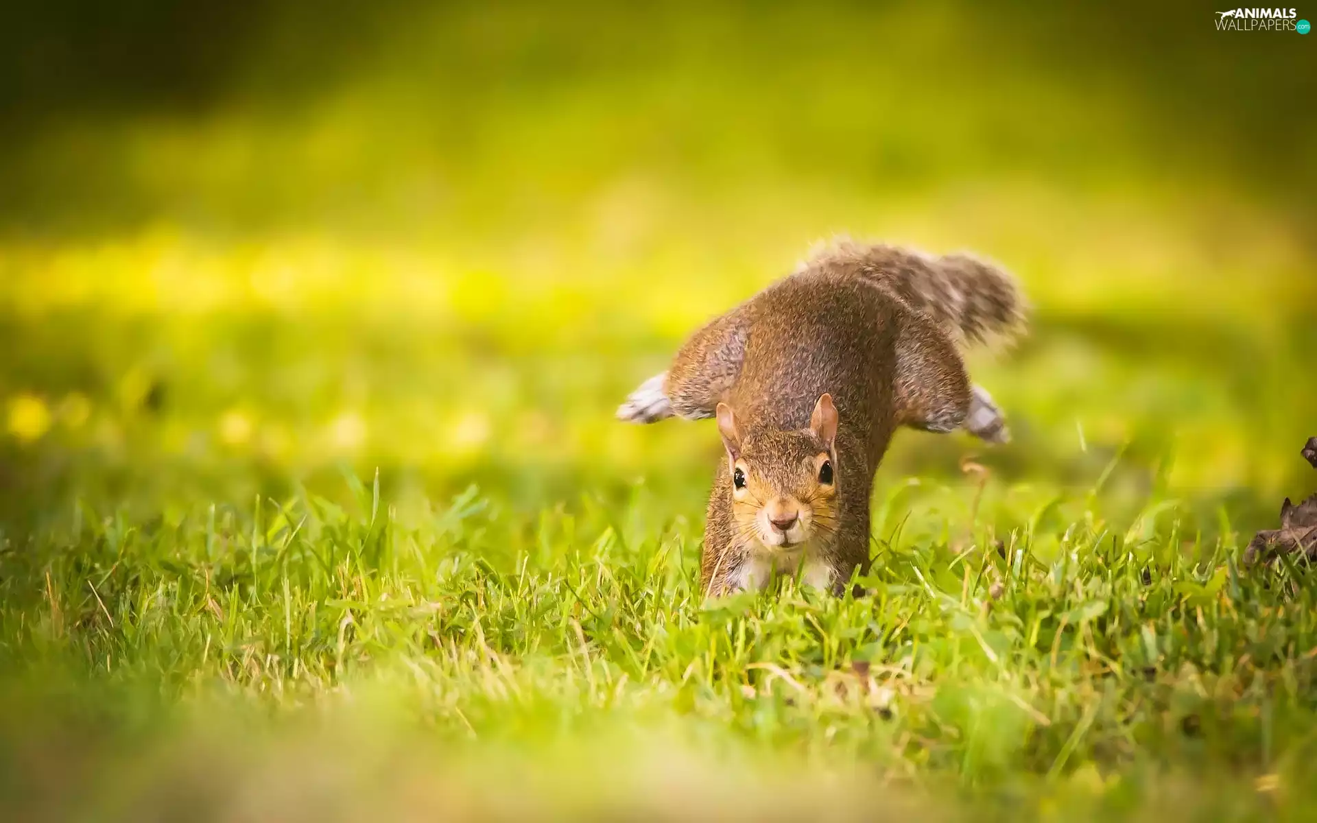 squirrel, grass