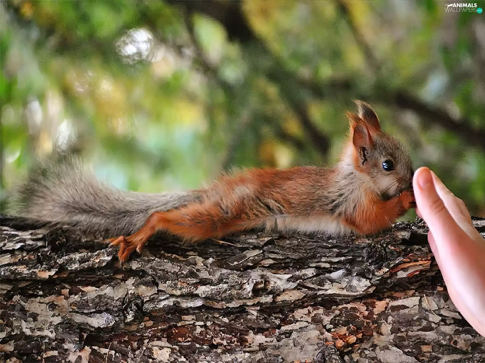 squirrel, hand