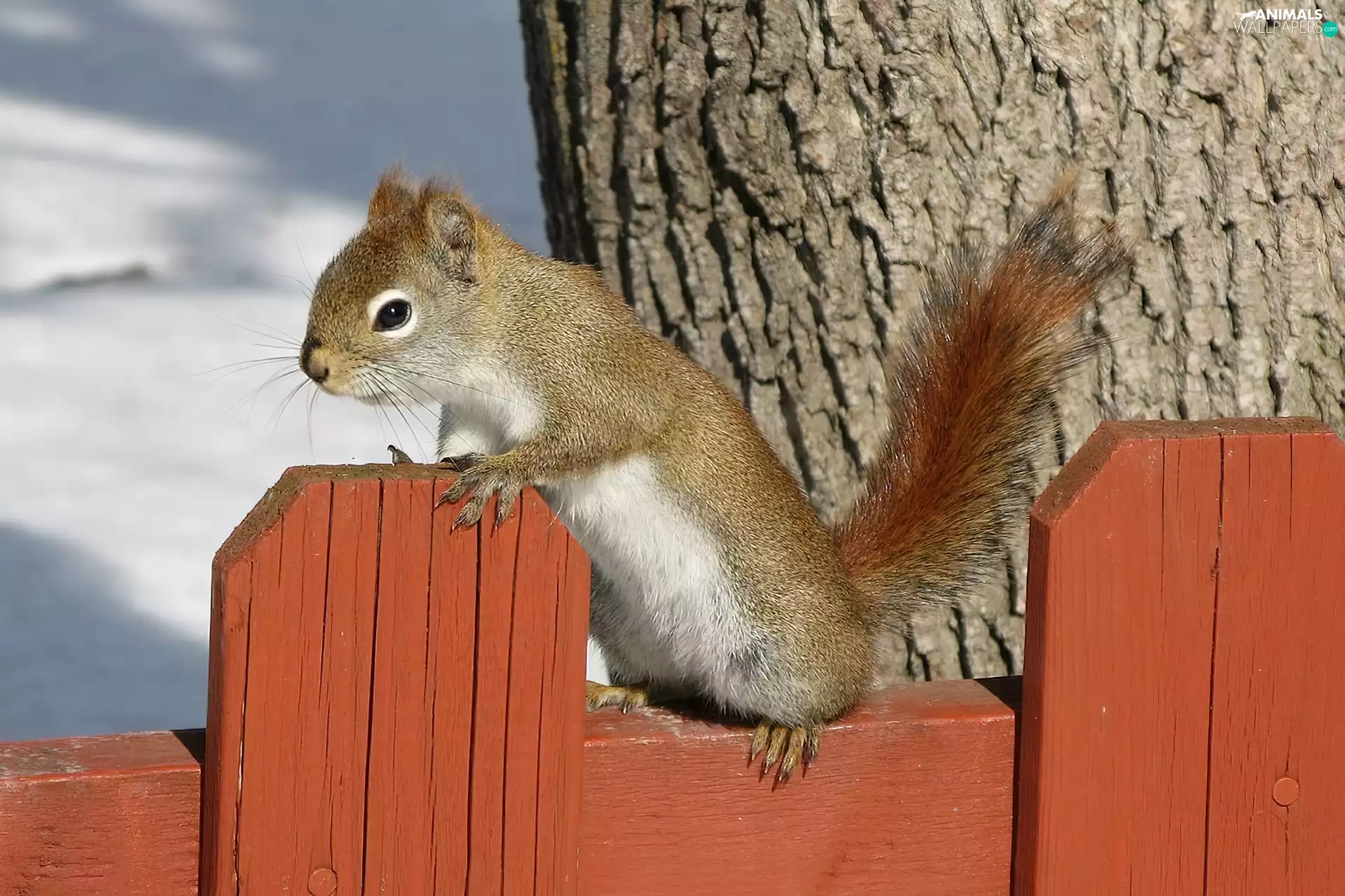 squirrel, Hurdle