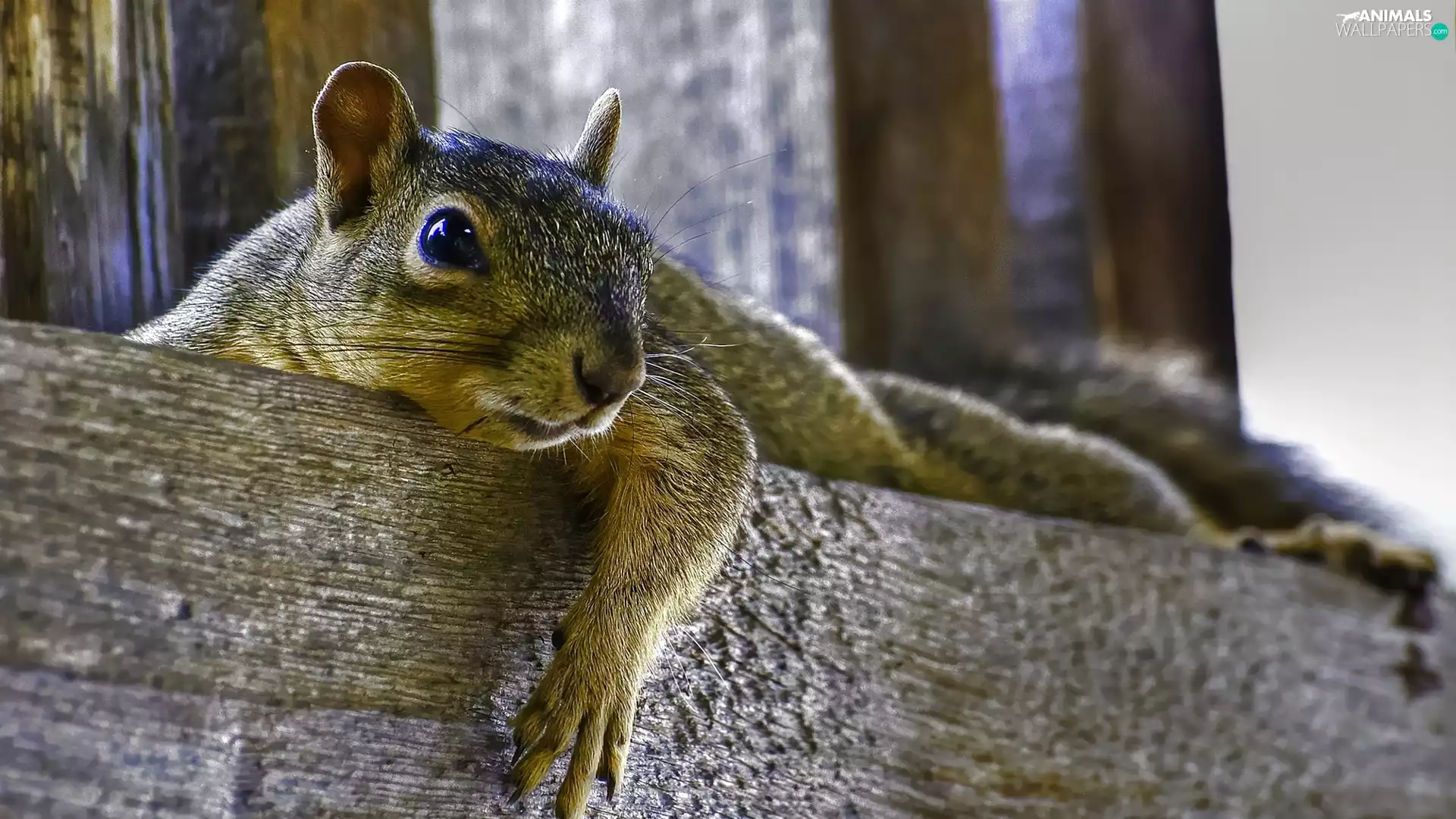 squirrel, Gray, lazy