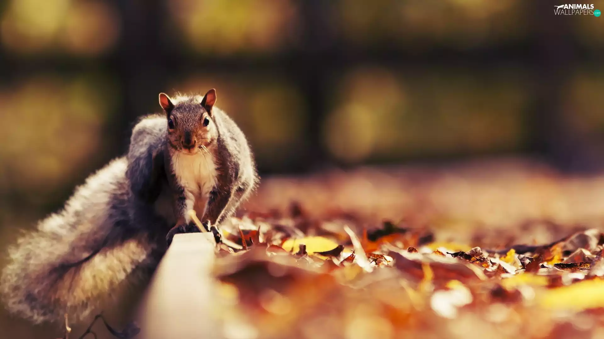 squirrel, Leaf