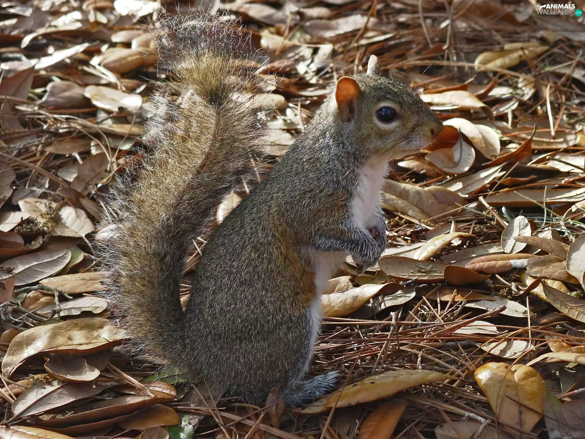 squirrel, Leaf