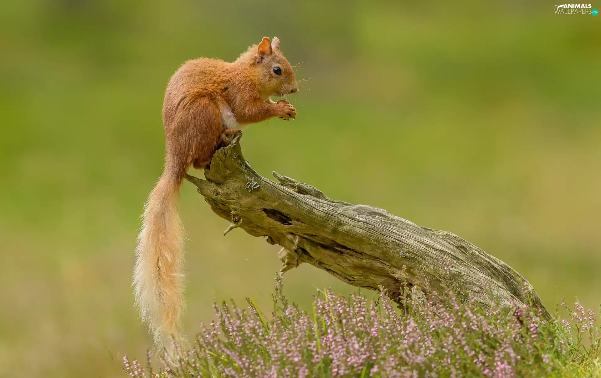 viewes, heather, Lod on the beach, trees, squirrel