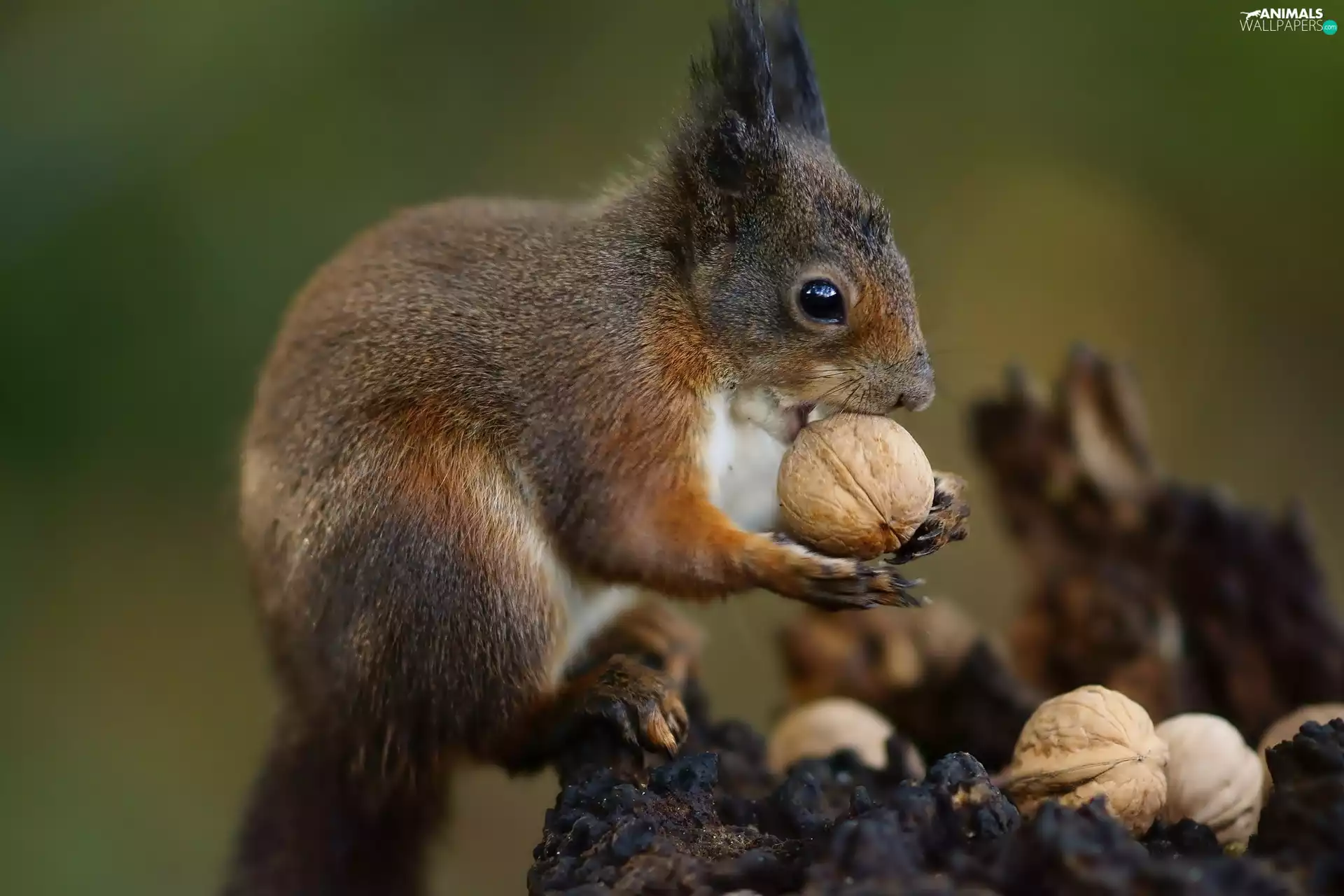 squirrel, nuts