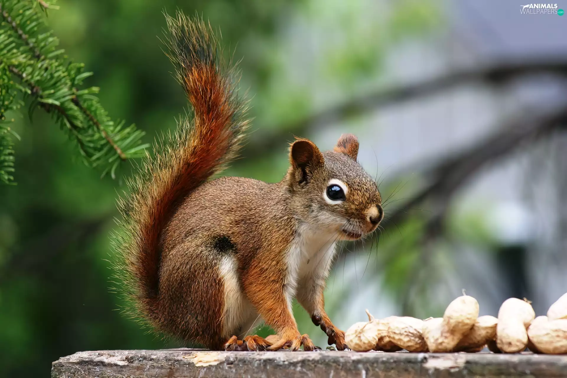 squirrel, peanuts