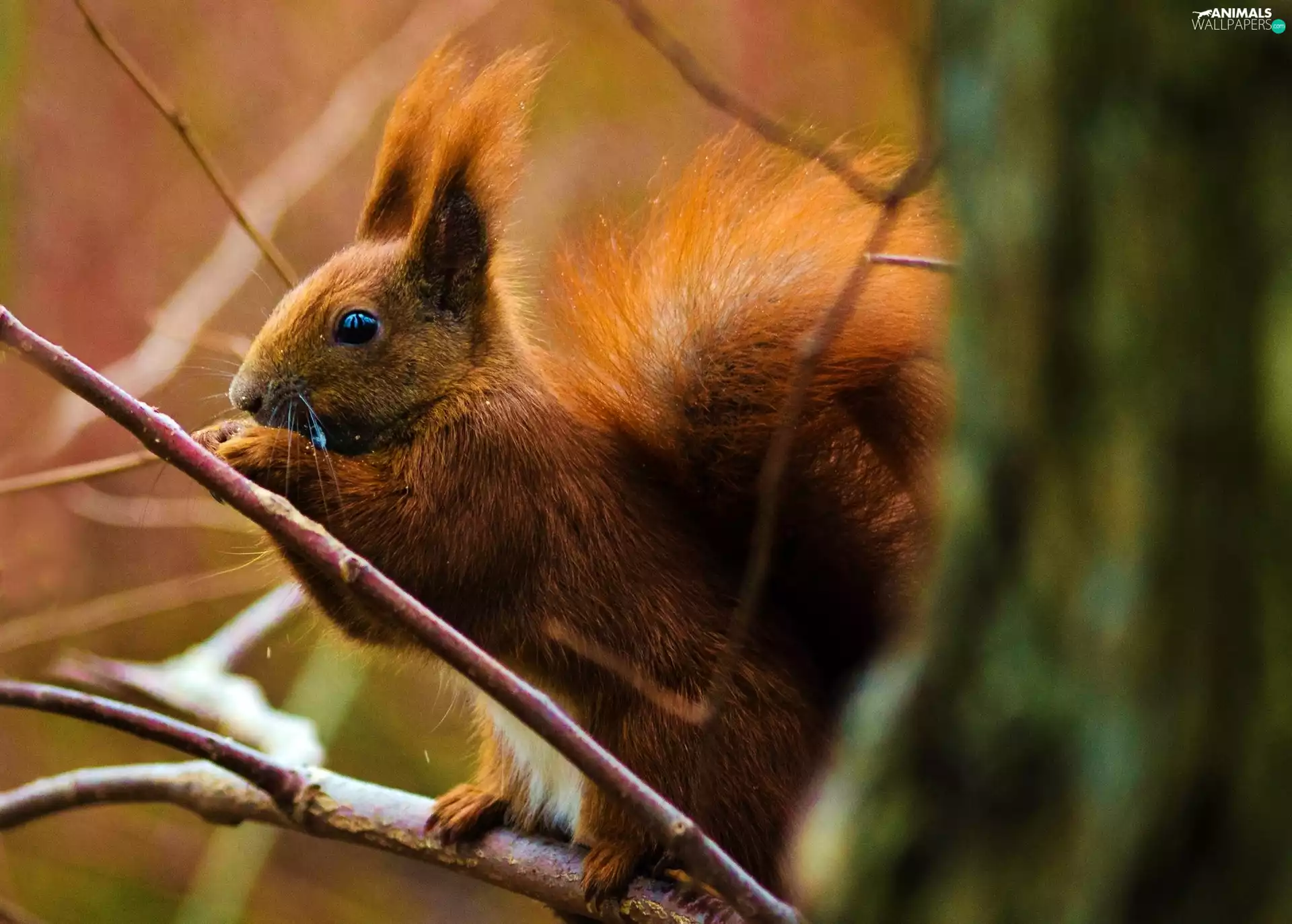 squirrel, branch pics