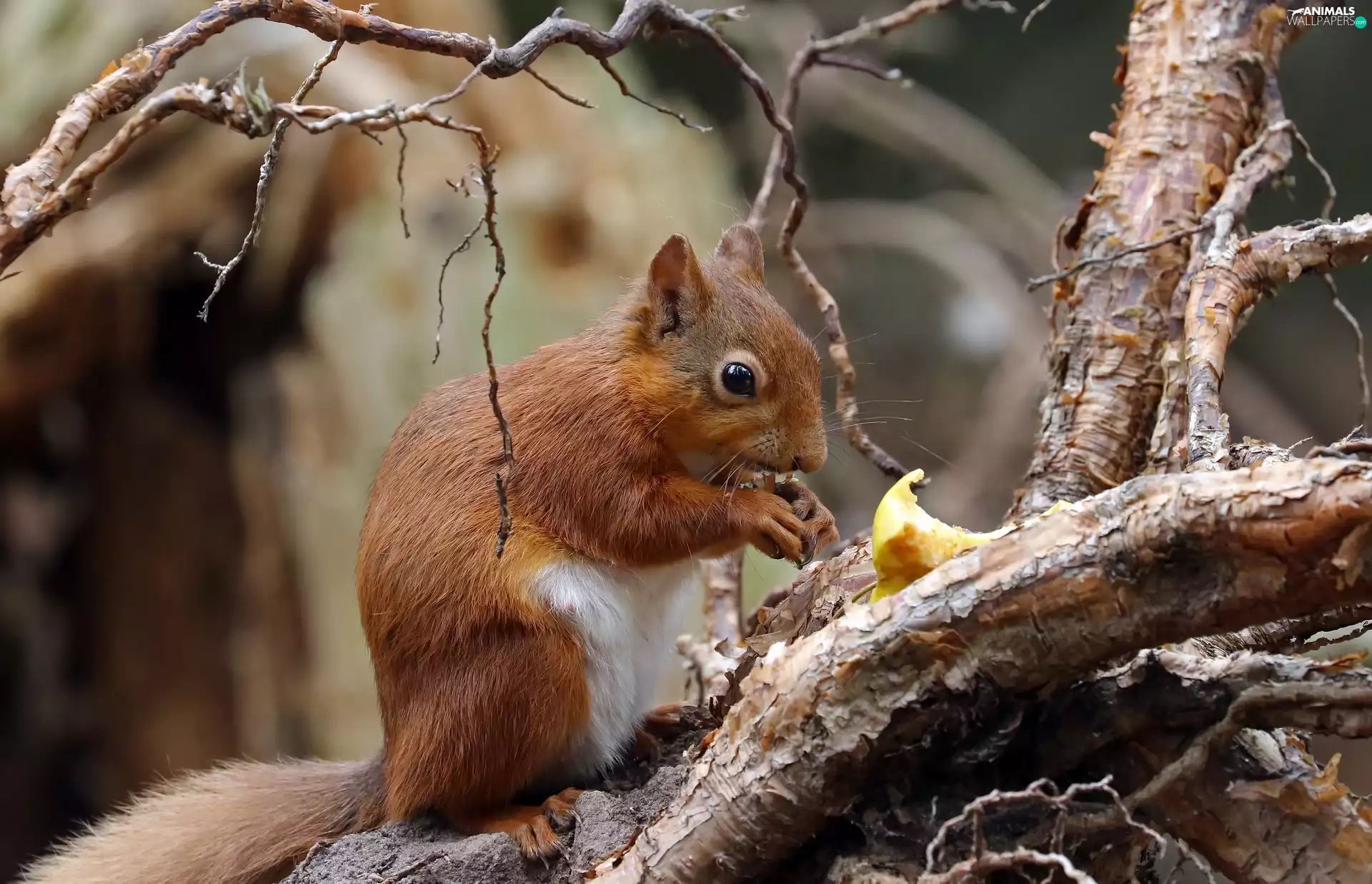 squirrel, branch pics