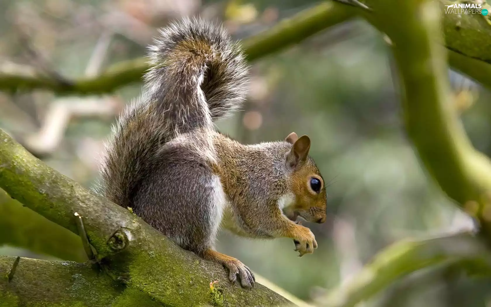 squirrel, branch pics