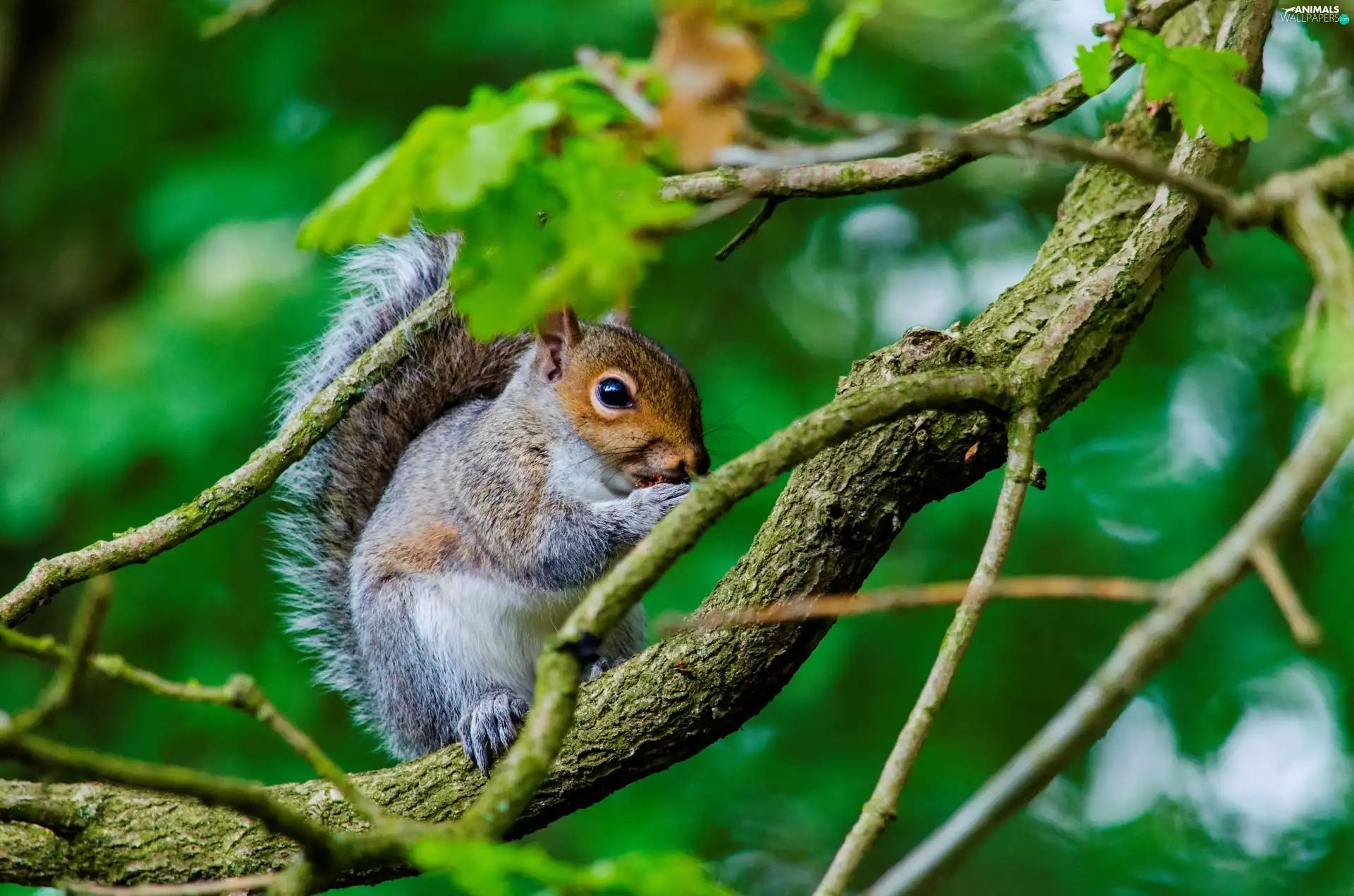 squirrel, branch pics