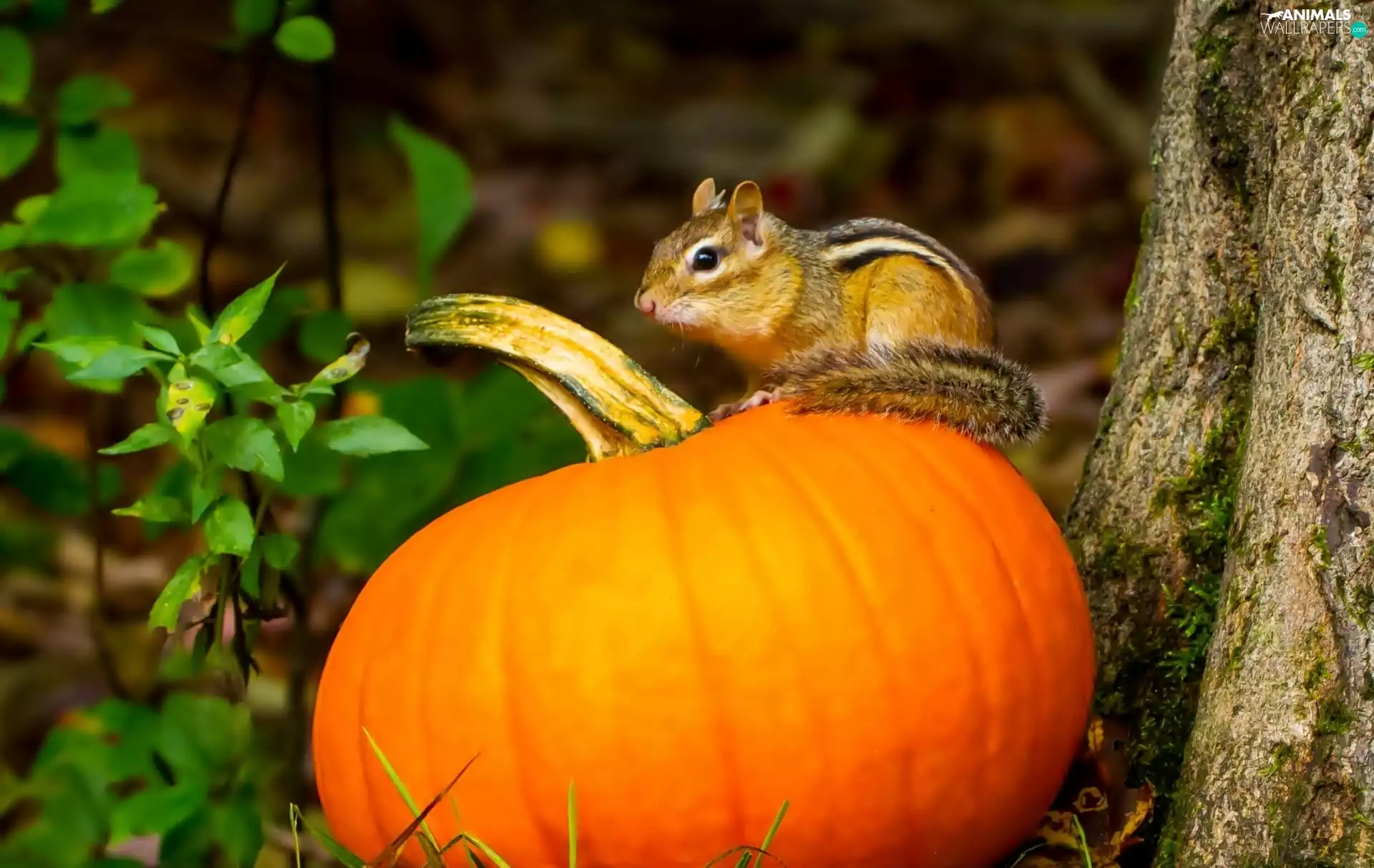 squirrel, pumpkin