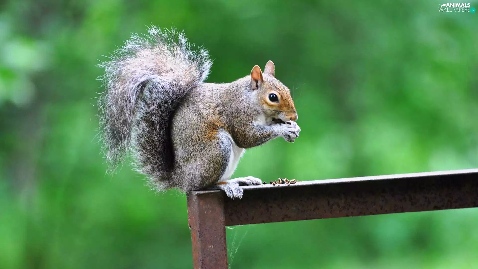 squirrel, hand-rail
