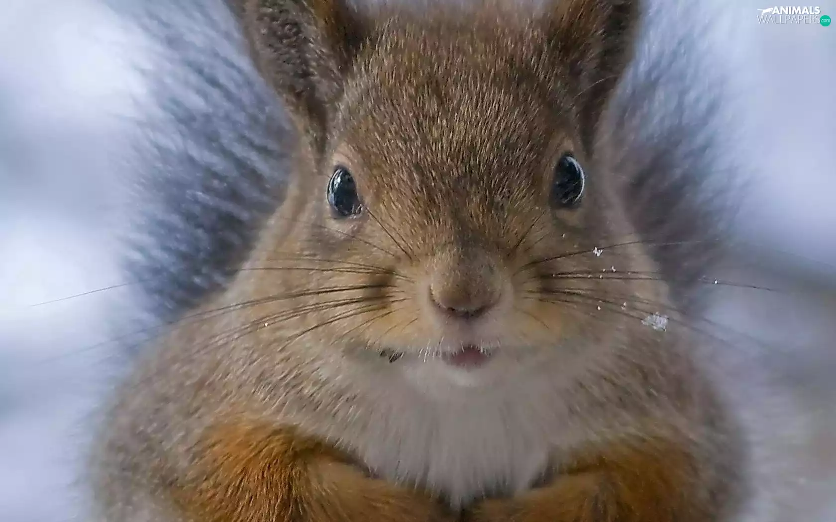 squirrel, rapprochement