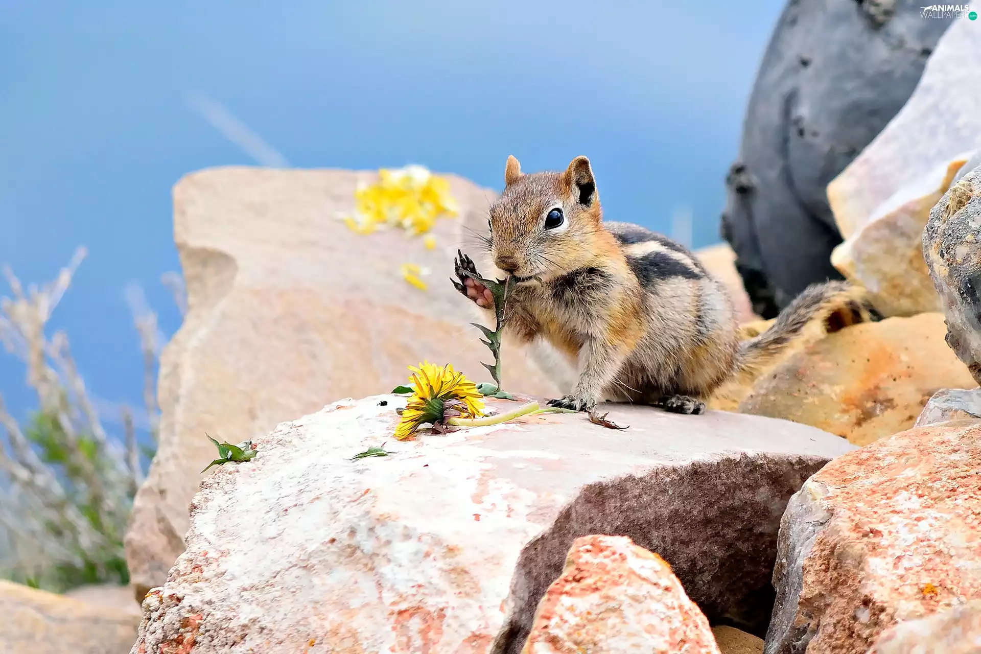 squirrel, rocks