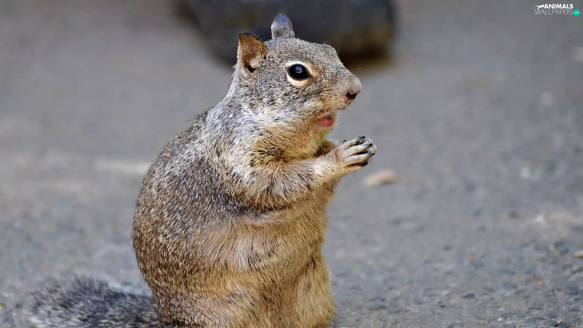 sitting, complex, feet, squirrel
