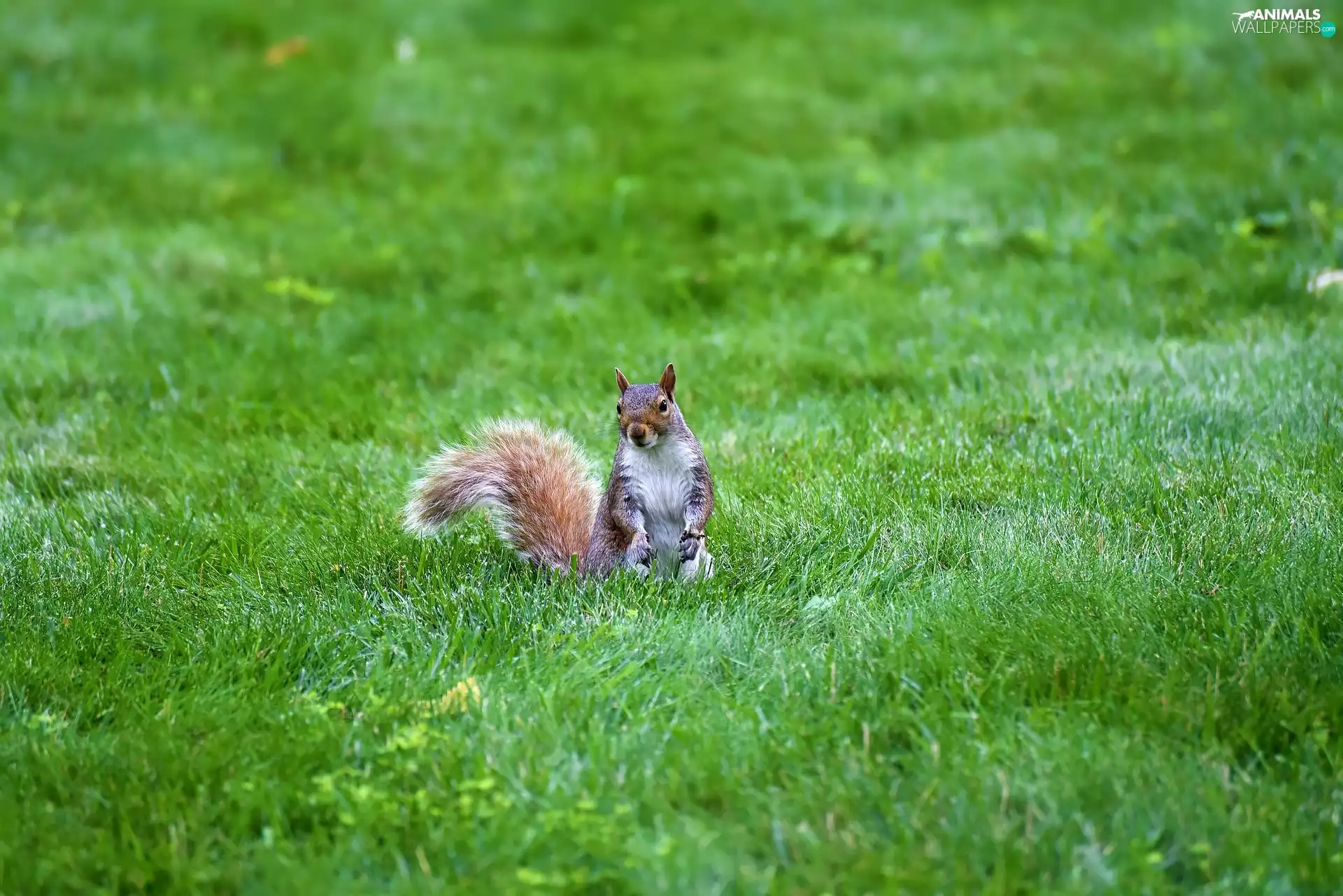 sitting, Green, grass, squirrel