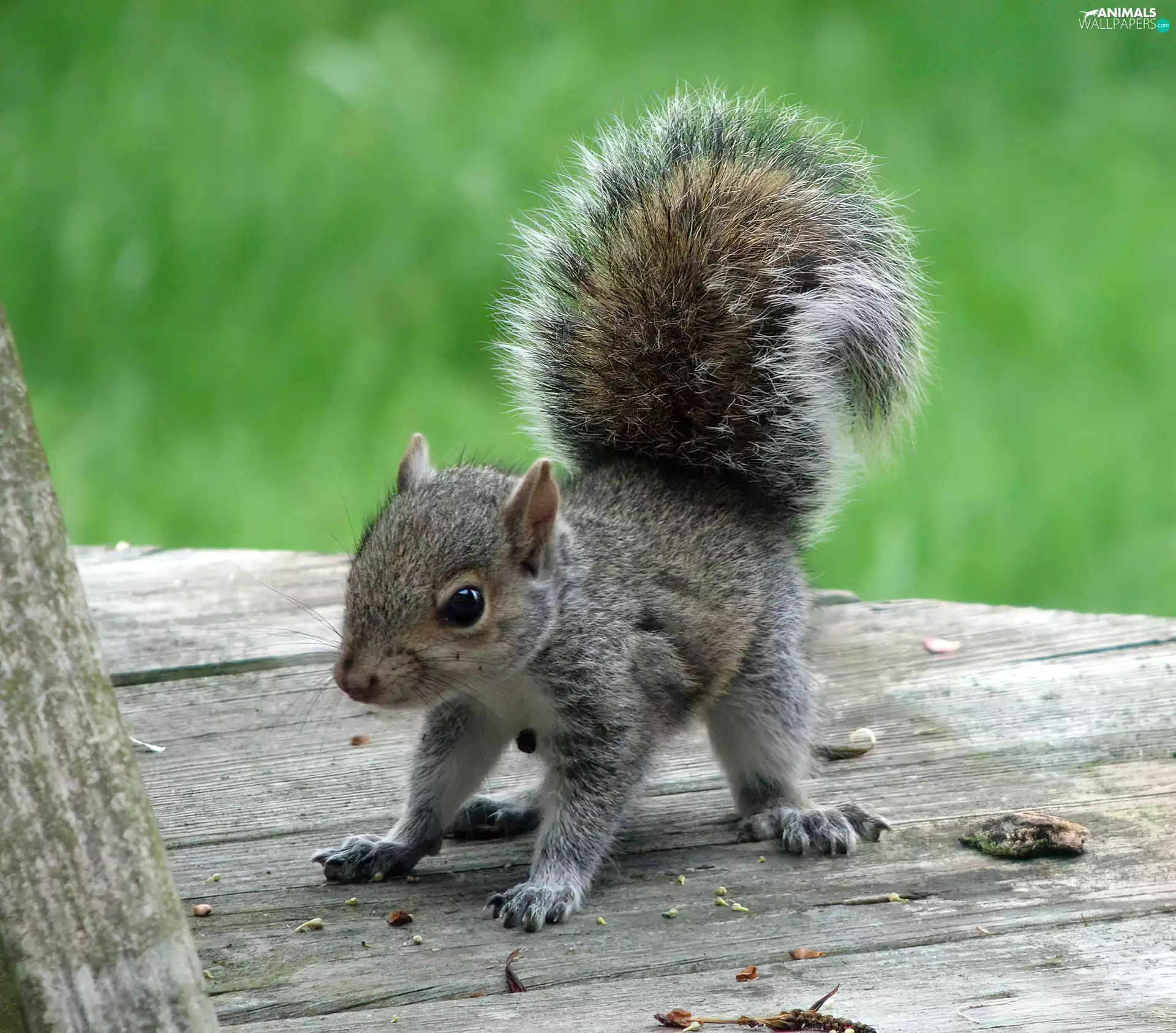 Squirrel, Gray, small