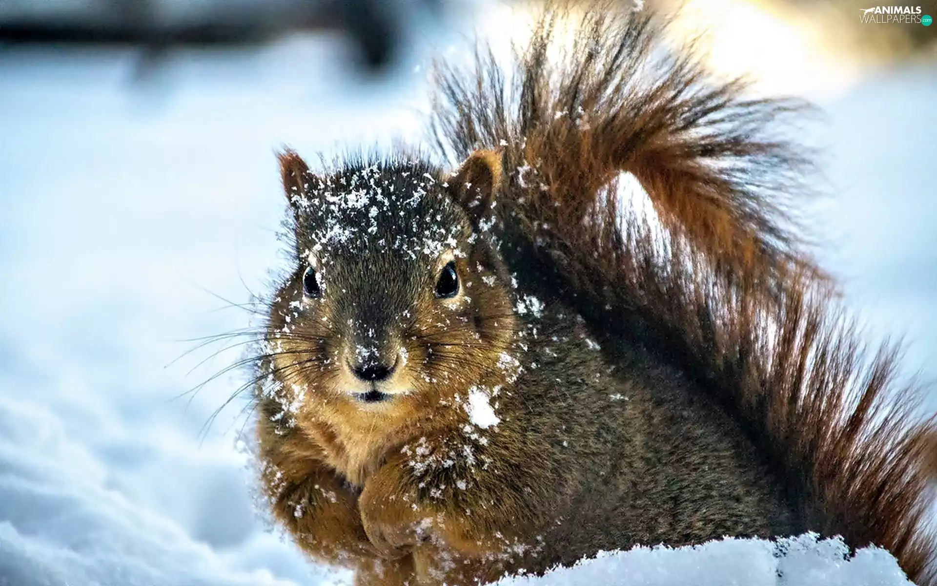 squirrel, snow