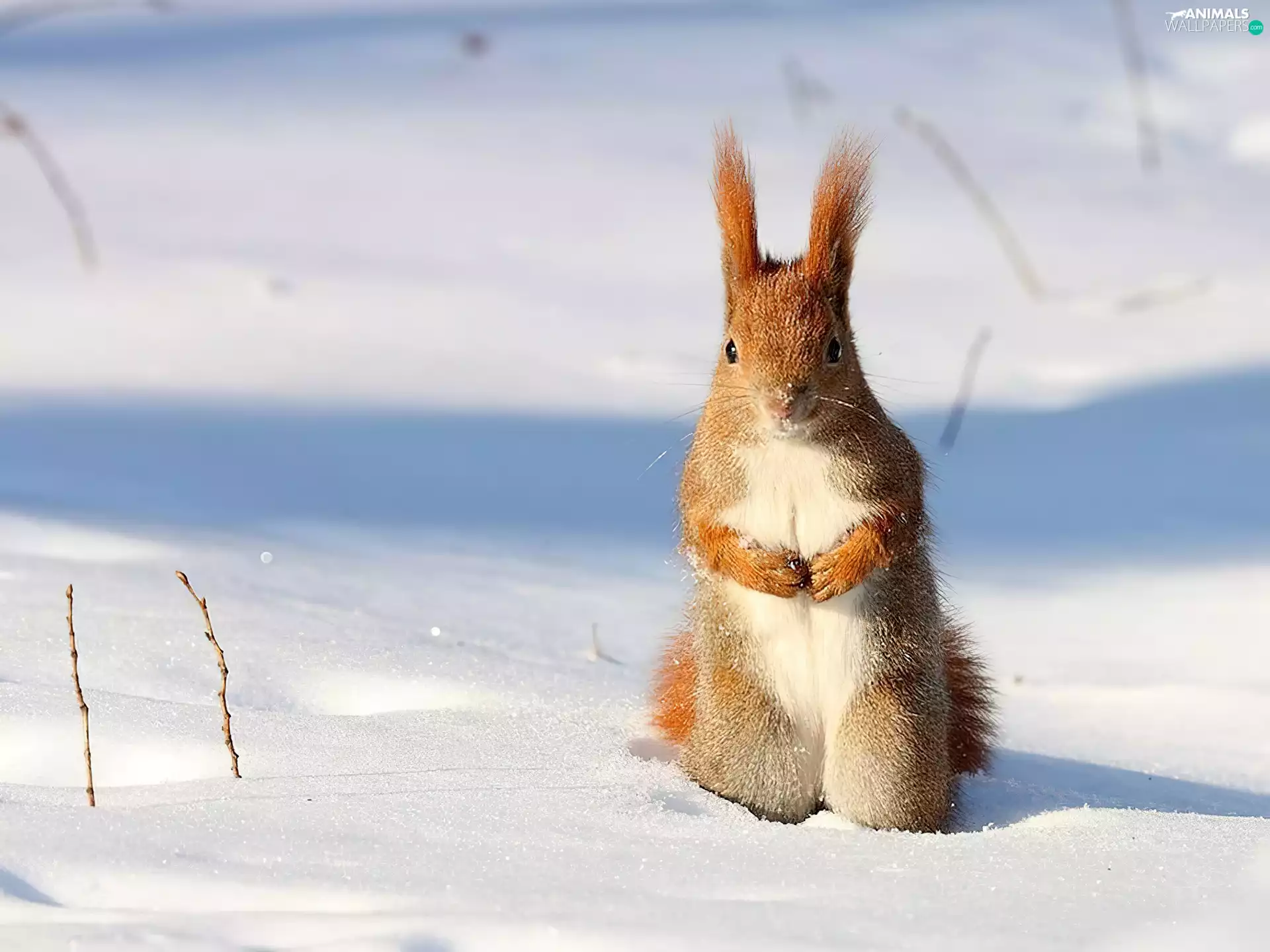 squirrel, snow