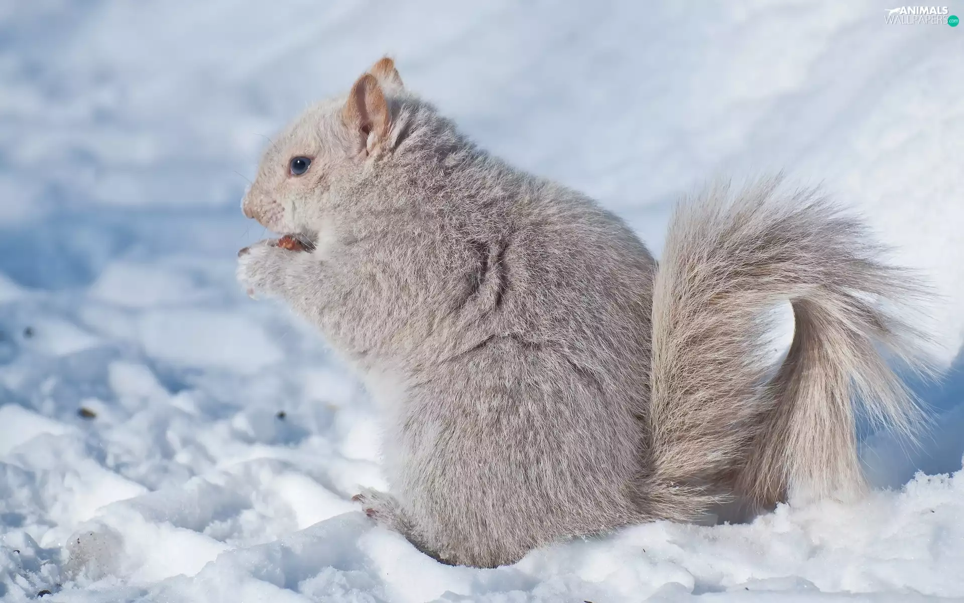 squirrel, winter, snow