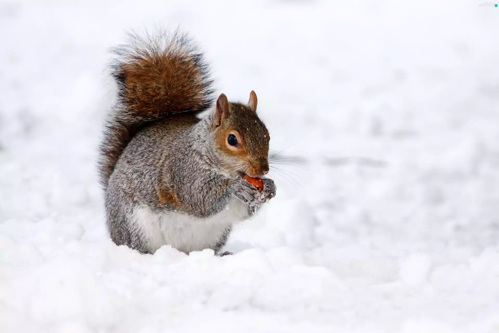 squirrel, winter, snow