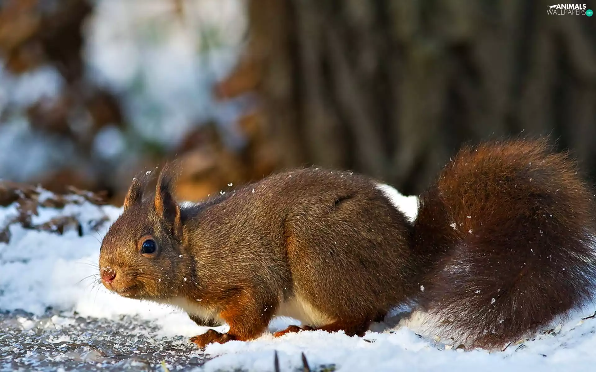squirrel, snow