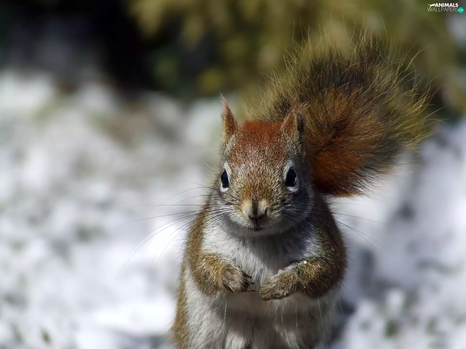 squirrel, tail