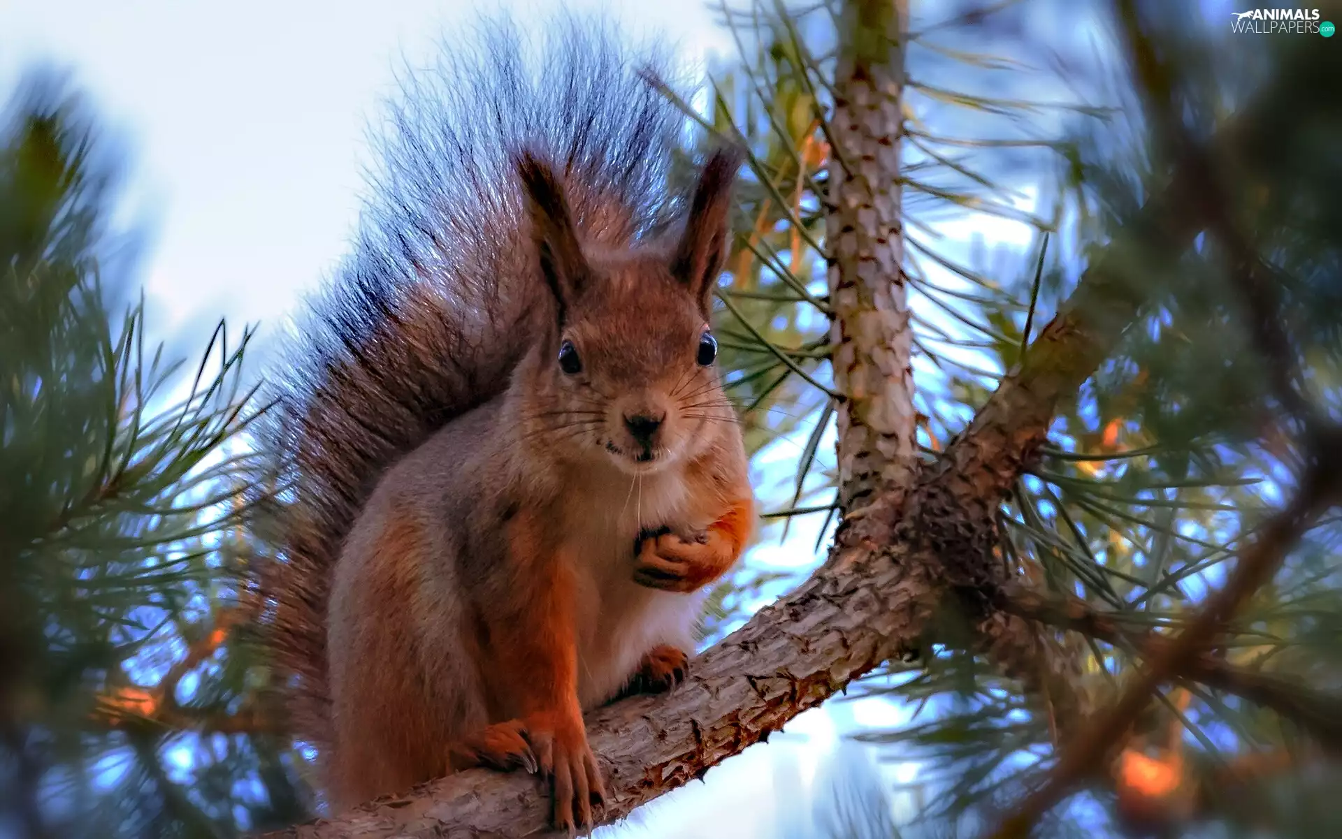squirrel, christmas tree