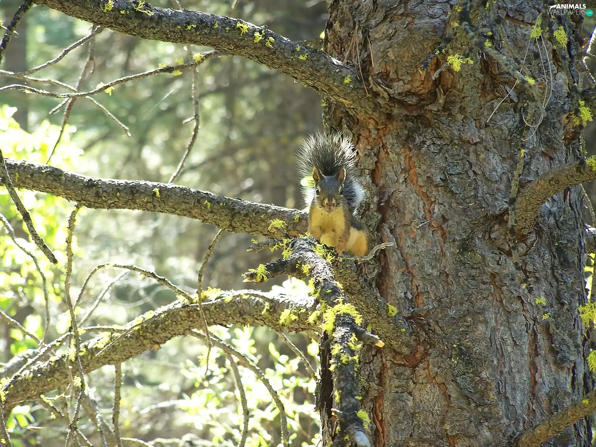 squirrel, trees