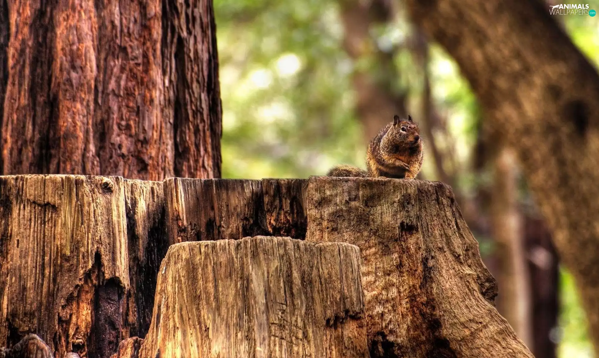 viewes, old, Ginger, squirrel, Stems, trees