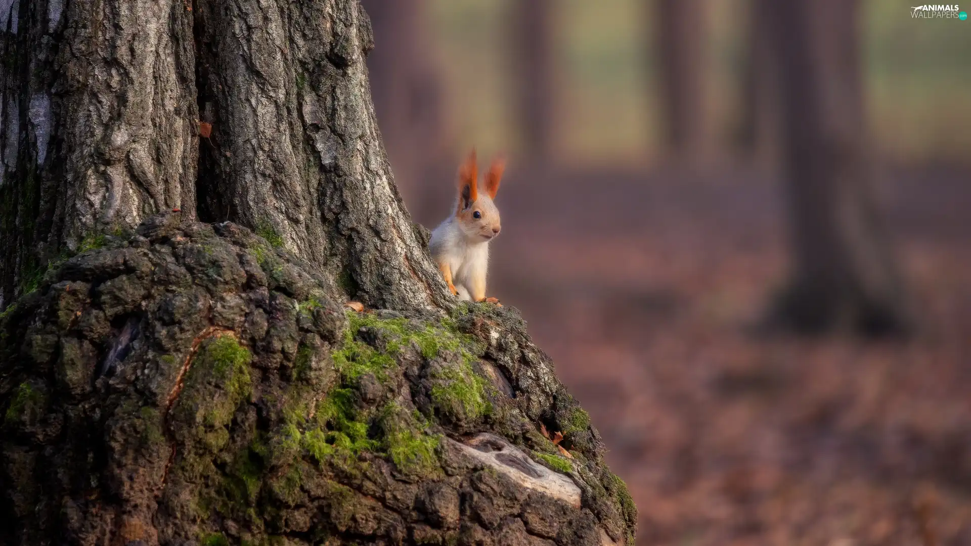 squirrel, trunk, trees