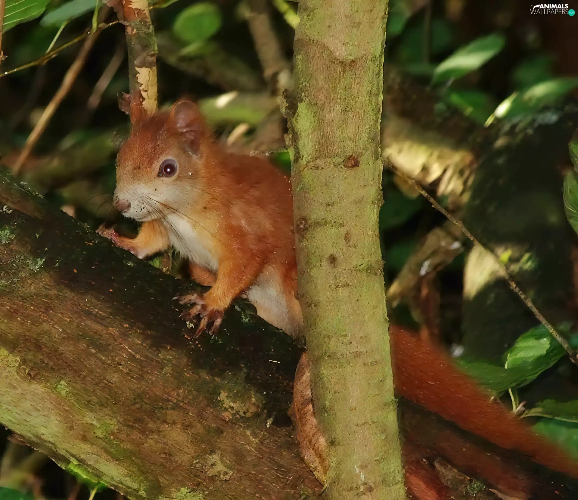 squirrel, trees
