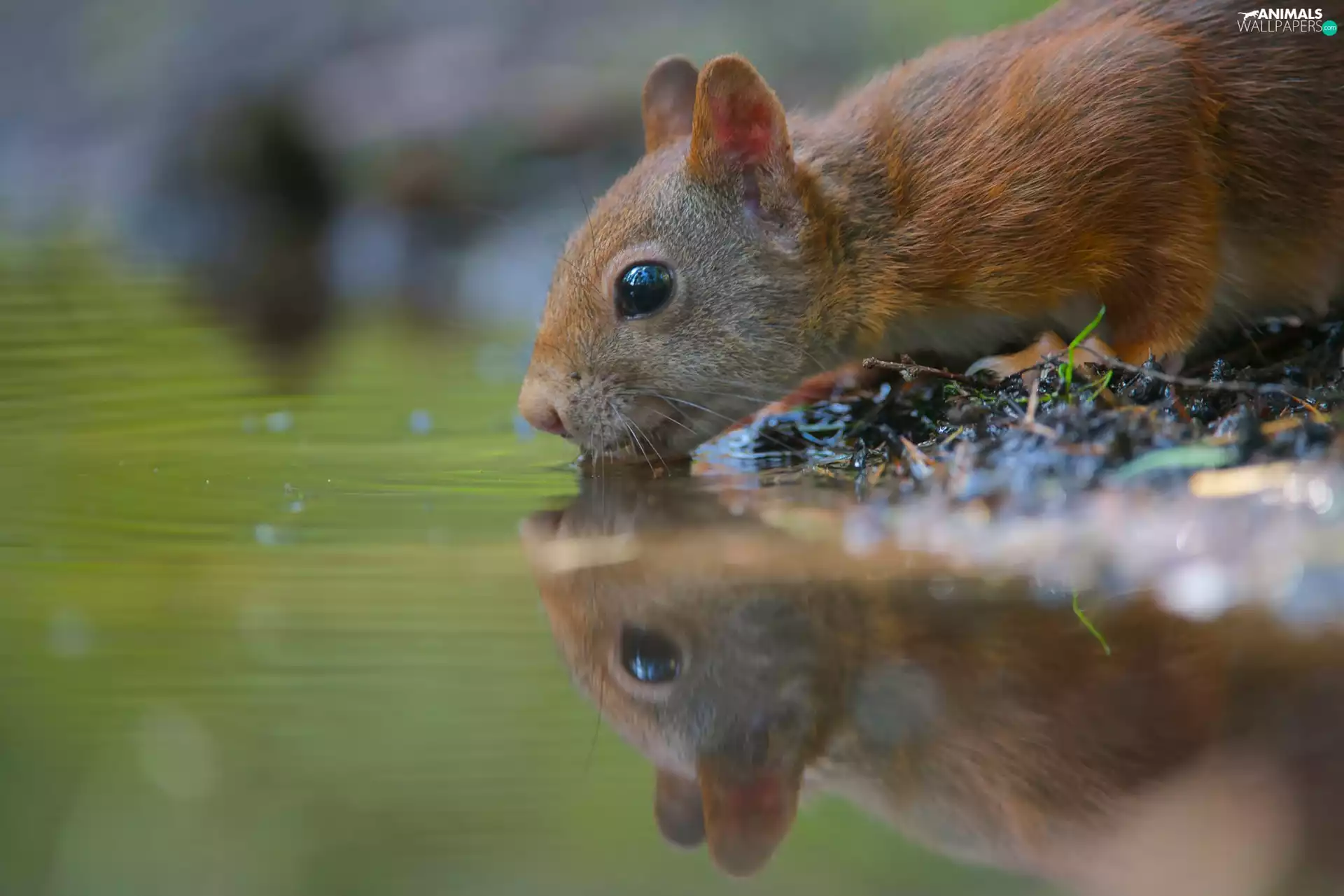 squirrel, water