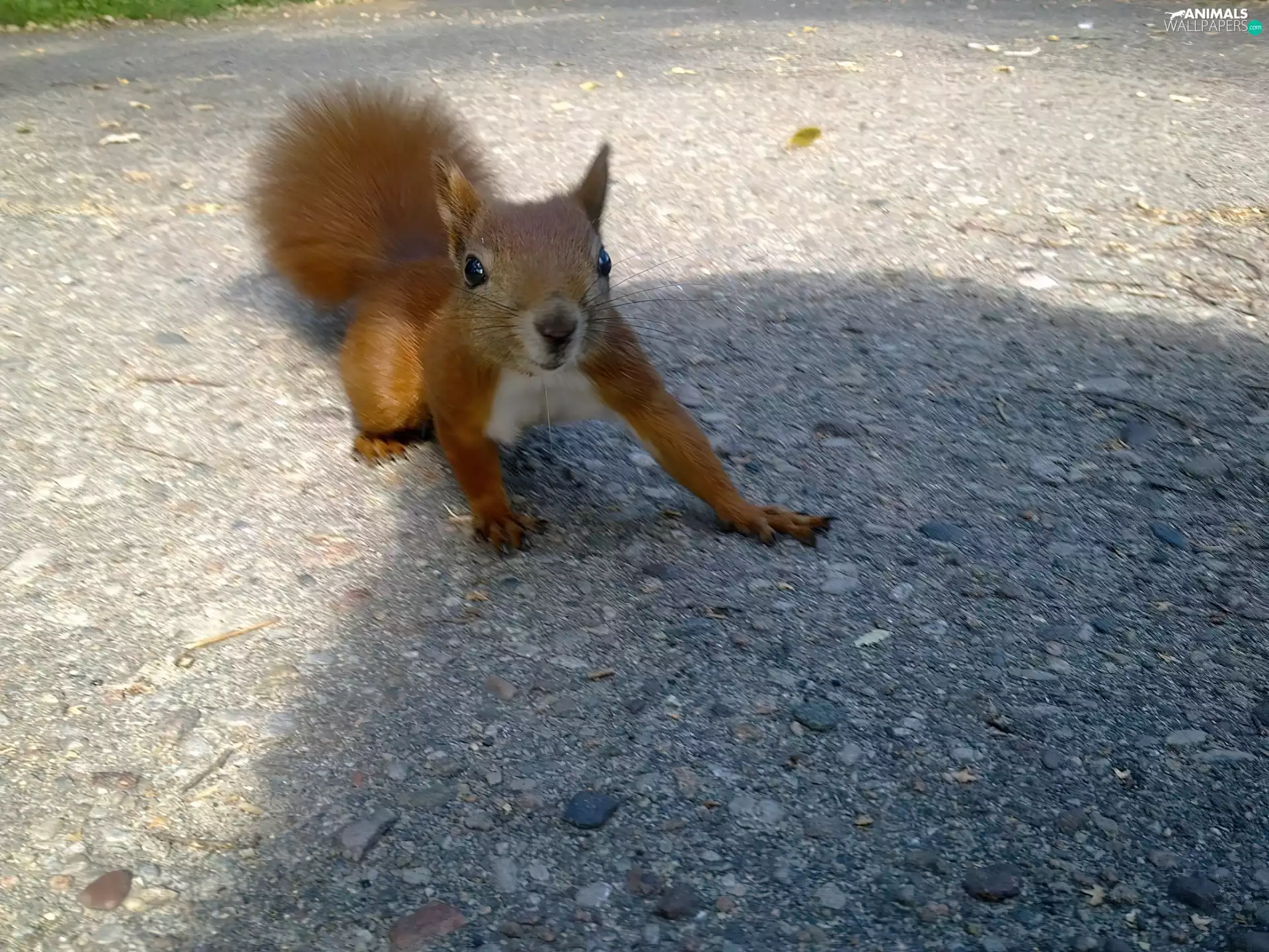 squirrel, Way