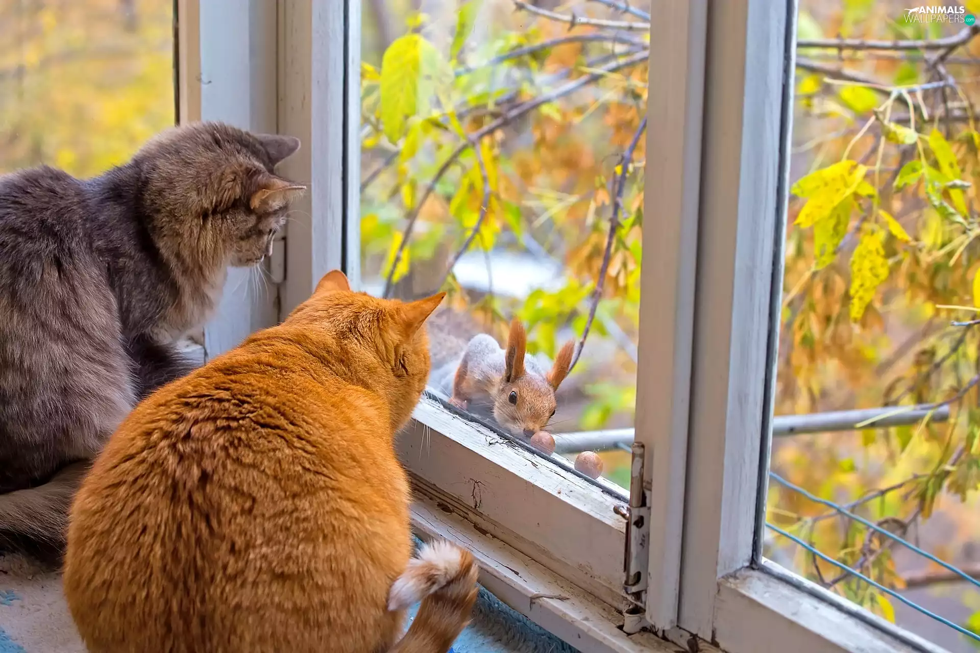 squirrel, cats, Window