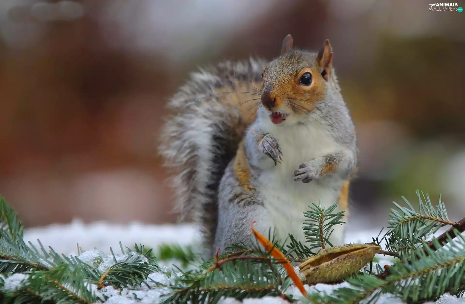 squirrel, winter