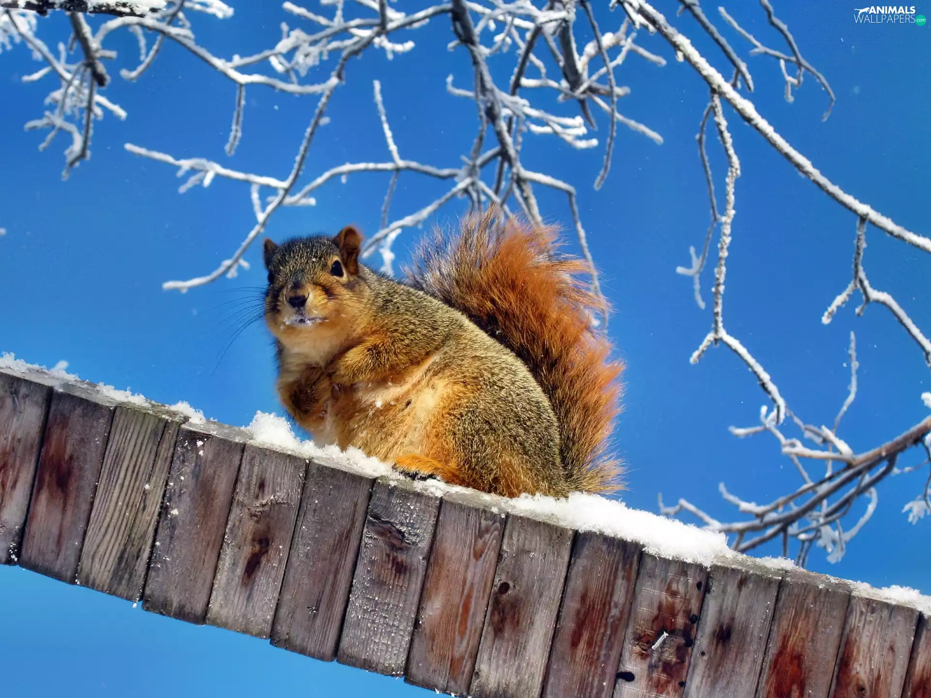 squirrel, winter