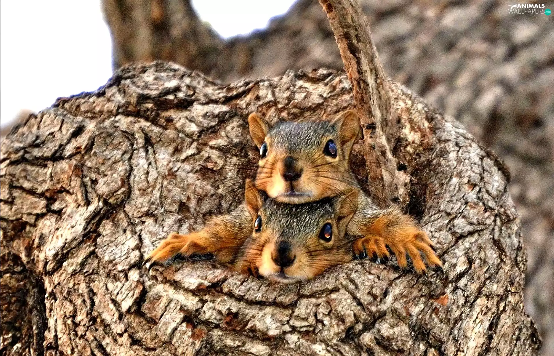 Two, trees, hide, squirrels