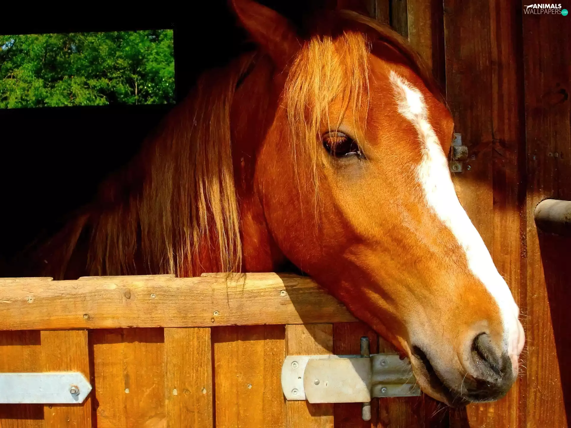 Stable, maroon, Horse