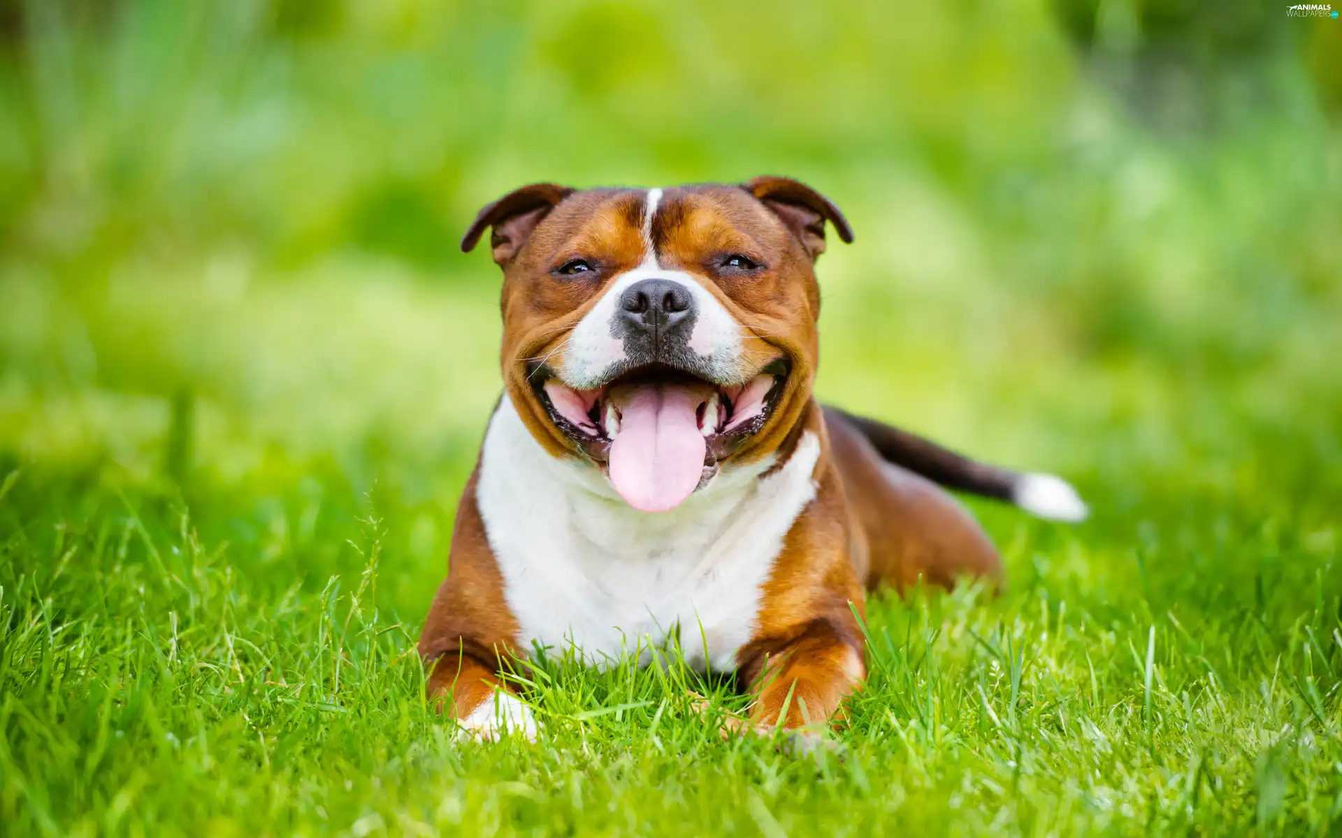 grass, smiling, Staffordshire Bull Terrier