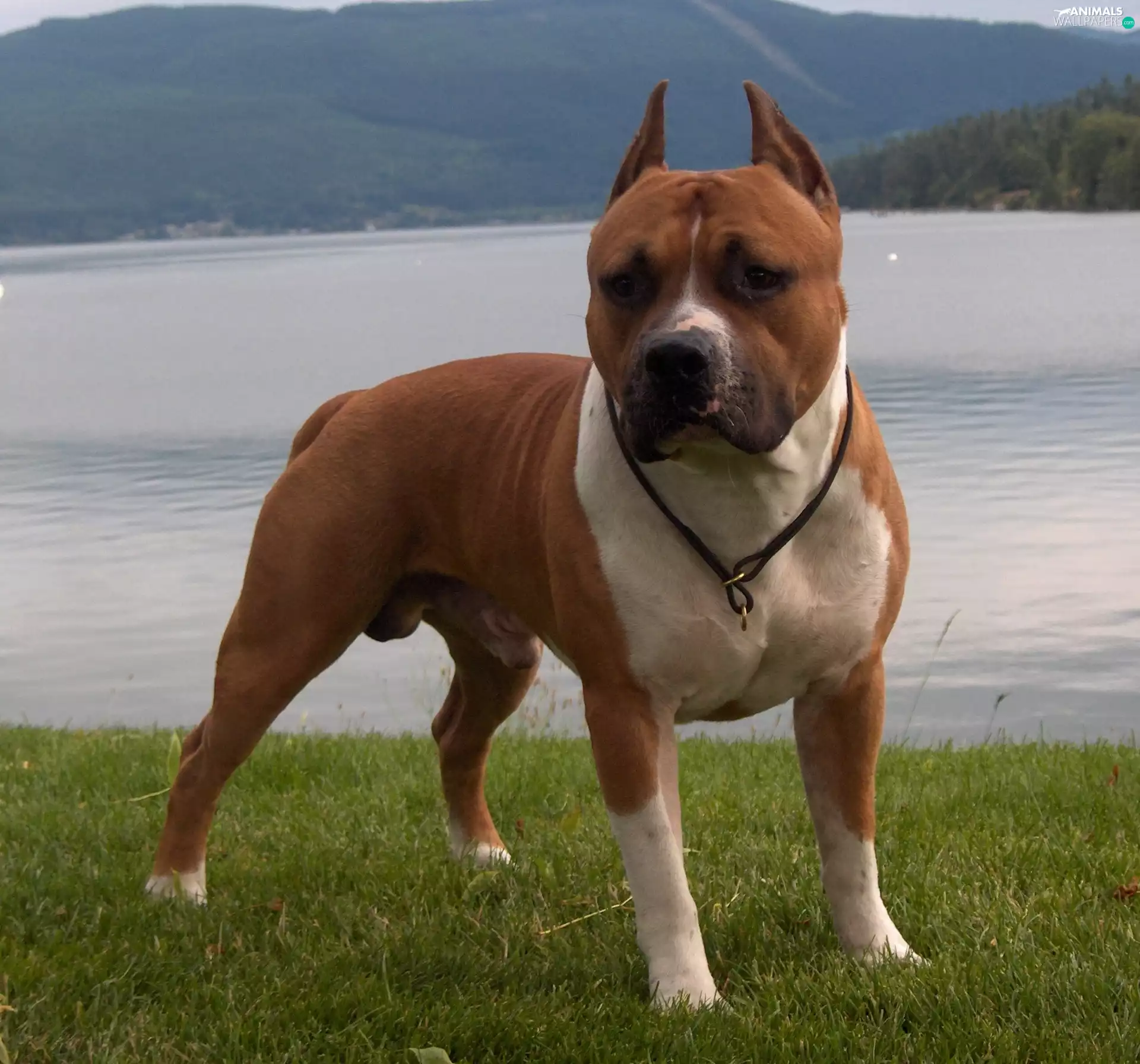 Staffordshire Terrier